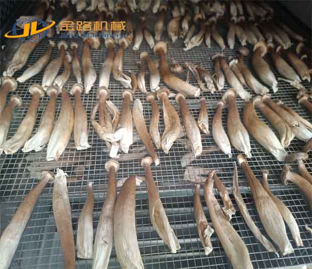 Henan Jinlu Machinery Helps Upgrade the Edible Fungus Industry: Intelligent Drying Line Solves the Preservation and Processing Challenges of Deer Antler Mushrooms