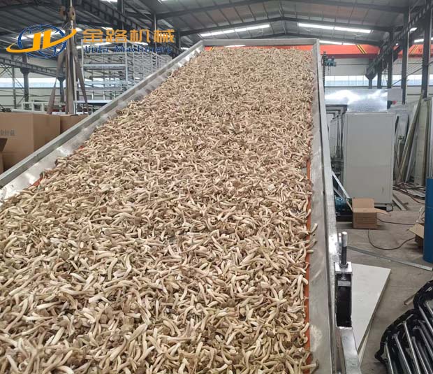Jinlu Machinery’s Mesh-Belt Dryer Successfully Completes Trial Run for Deer Antler Mushrooms