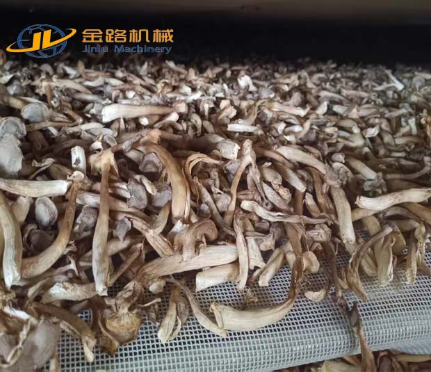 Drying of Deer Antler Mushrooms